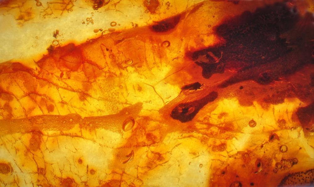 Les tiques découvertes dans de l'ambre sont vieilles de 100 millions d'années.