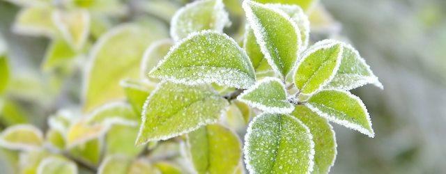 Comment protéger ses plantes contre le froid de l'hiver ?