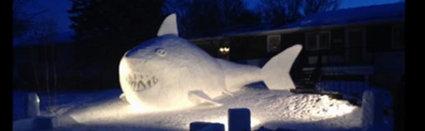 Requin des neiges