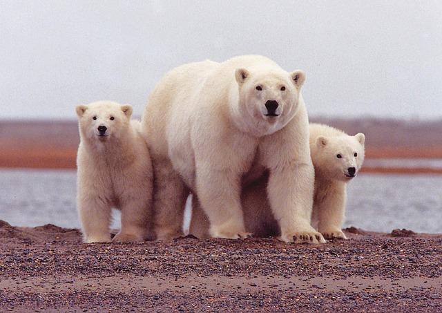 chasse réserves Alaska ours 