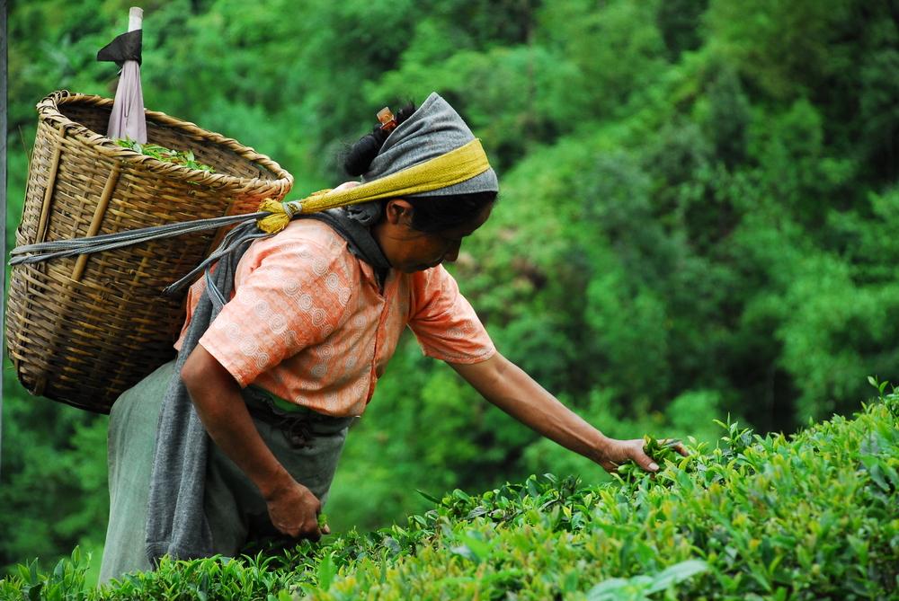 femme champ thé cueillette