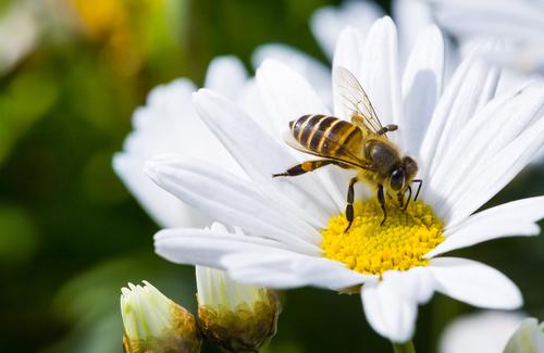 Greenpeace demande l'interdiction des pesticides pour abeille en Europe (c) Shutterstock