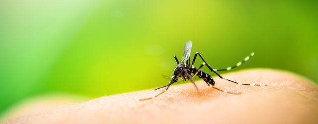 Moustiques : 168 cas suspects de dengue et de chikungunya en France 
