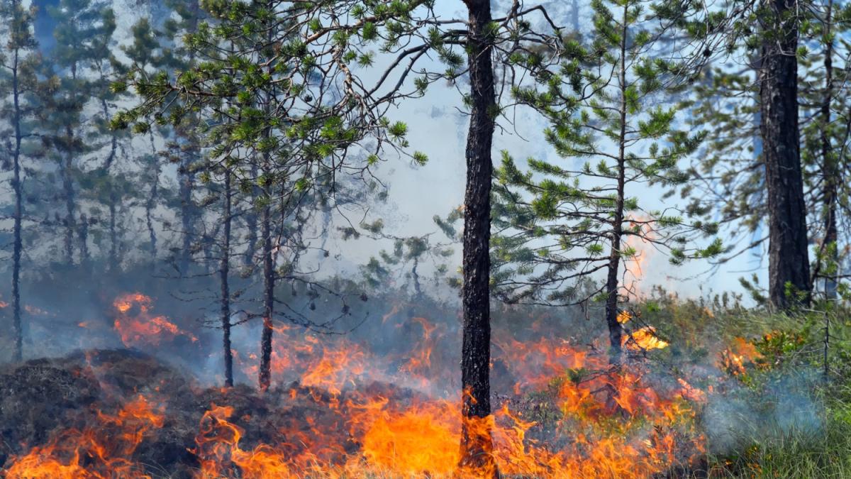 250 000 hectares de forêt ont été ravagés par les flammes.