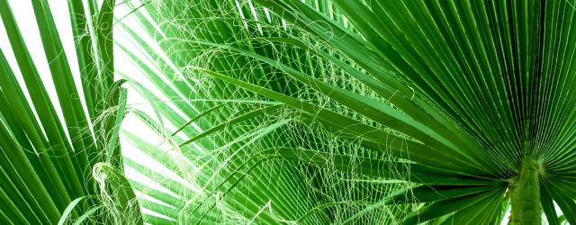 Le palmier de Chine ou la touche exotique de votre jardin !