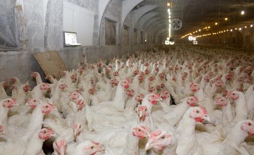 L'évolution de la grippe aviaire inquiète l'OMS (c) Shutterstock