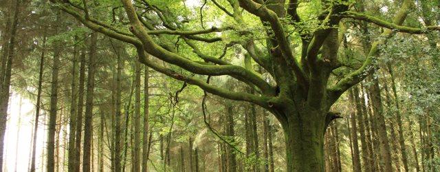 Brocéliande : découvrez la forêt de la légende du Roi Arthur !