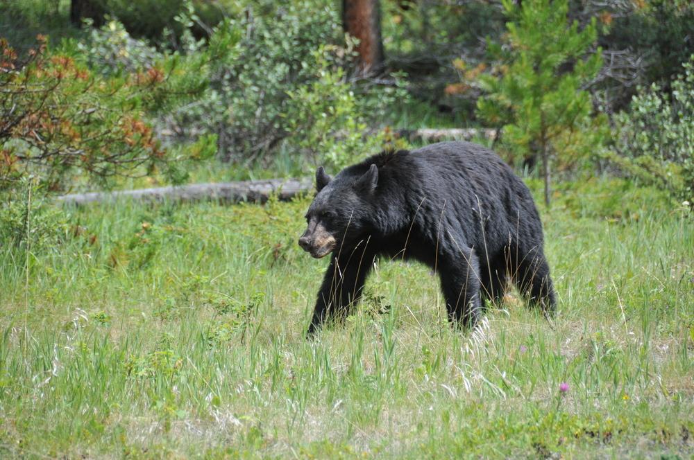 Un ours noir a semé la pagaille dans les rues d'Ottawa.