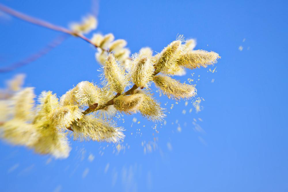 pollen-france-allergie-alerte-air-printemps-maladie