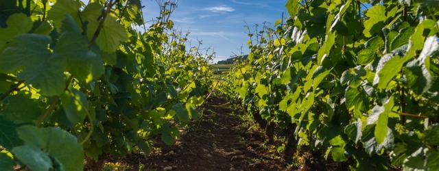 Orages : la Bourgogne panse ses plaies