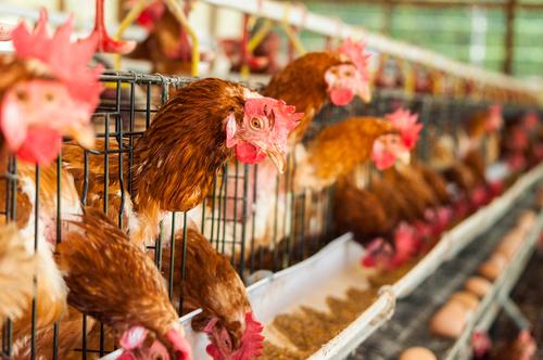 La grippe aviaire passe en risque élevé en France. (c) Shutterstock