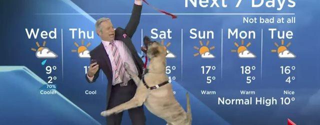 Un bulletin météo perturbé par un chien