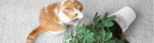 Plantes vertes et chat : 4 conseils pour éviter le chaos