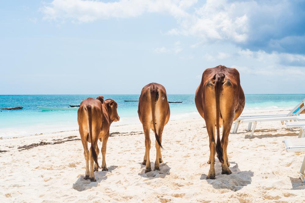 vaches plage