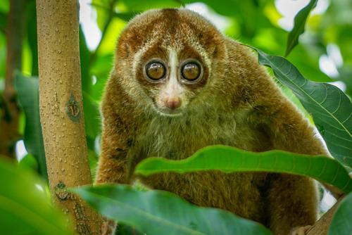 Les primates, des espèces menacées d'extinction (c) Shutterstock