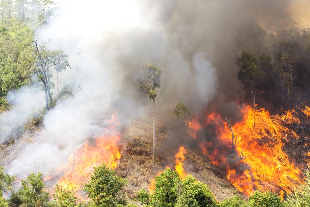 Il avait provoqué l'incendie de 20.000 hectares de forêt en tirant des feux d'artifice.