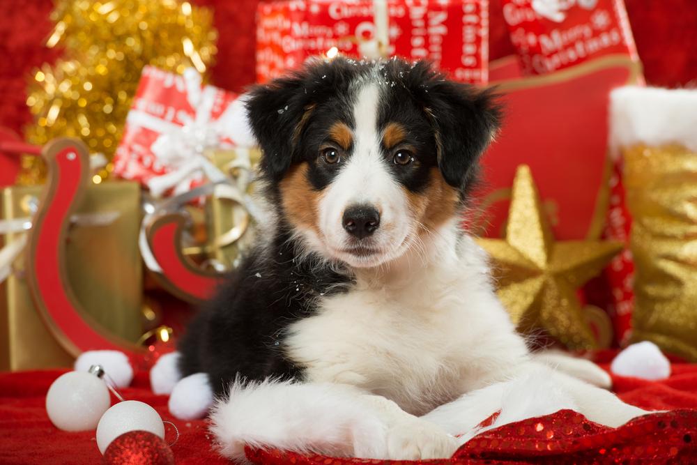 Les propriétaires franciliens de chiens seront très généreux à Noël.