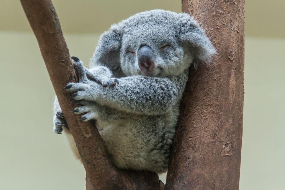 Un koala a été retrouvé vissé à un poteau dans un parc.