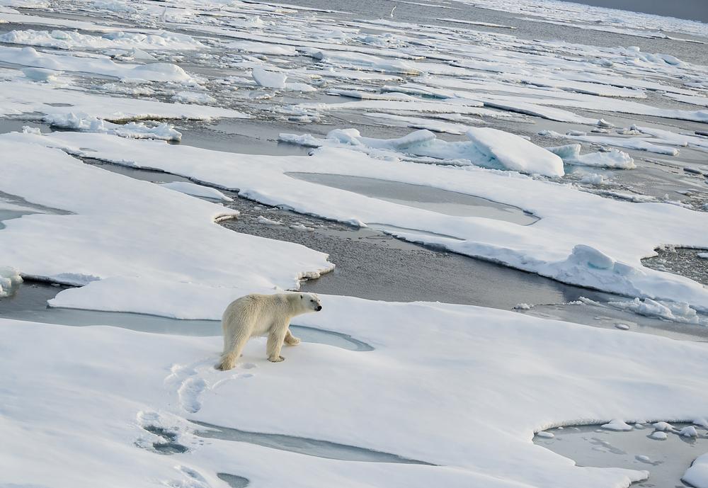 plastique-ocean-danger-pollution-arctique-recherche