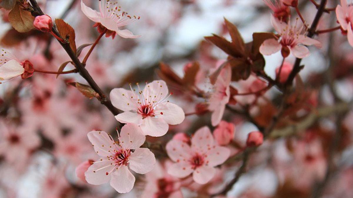 Fleur de Sakura 