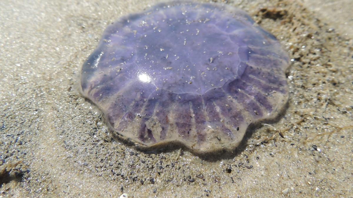 On retrouve généralement ces méduses sur les côtes des îles britanniques.