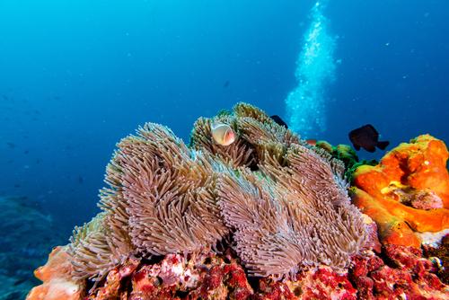 La Grand barrière de corail n'est pas en train de mourir (c) Shutterstock