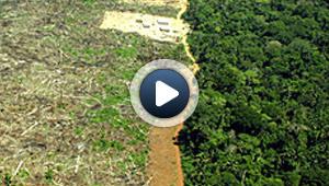 Le débat sur la déforestation reprend un nouveau souffle