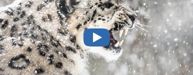 Rencontre surprenante en Inde entre des skieurs et un léopard des neiges