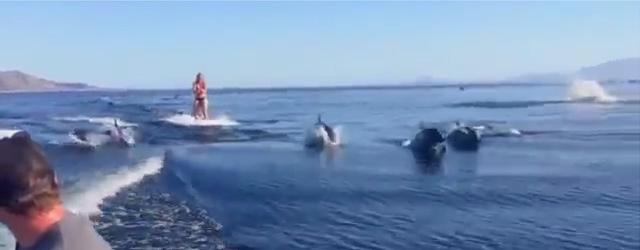 Faire du wakeboard avec des dauphins, ça vous dit ? 