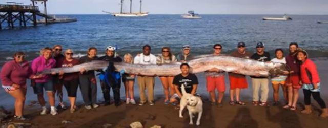 Un poisson géant découvert en Californie