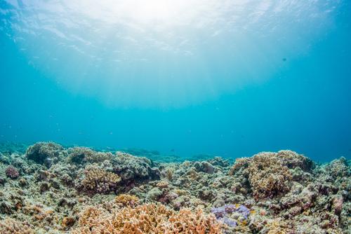 Un glissement de terrain découvert dans la Grande Barrière de corail (c) Shutterstock