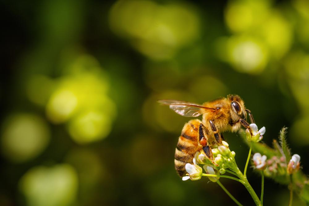 Les abeilles continuent à disparaître en France.