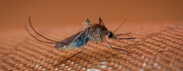 Eviter les moustiques dans votre maison avec classe