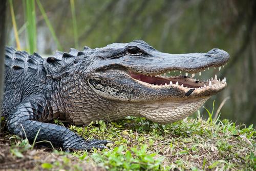 Un alligator surgit devant des touristes en Floride (c) Shutterstock