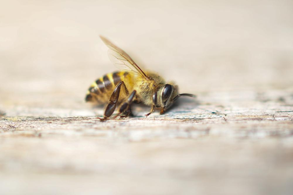 Les abeilles souffres des néonicotinoïdes.