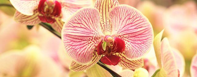 Top 5 des plus belles variétés d'orchidées