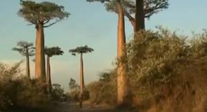 L’Allée Des Baobabs