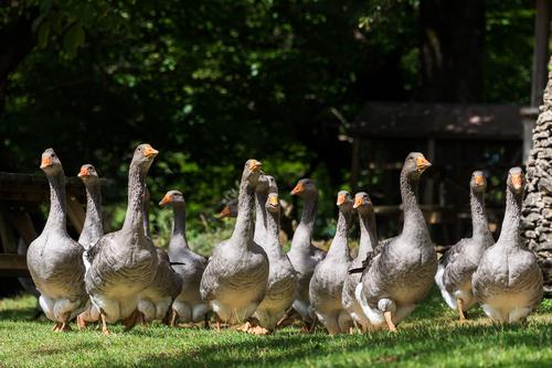 foie gras grippe aviaire