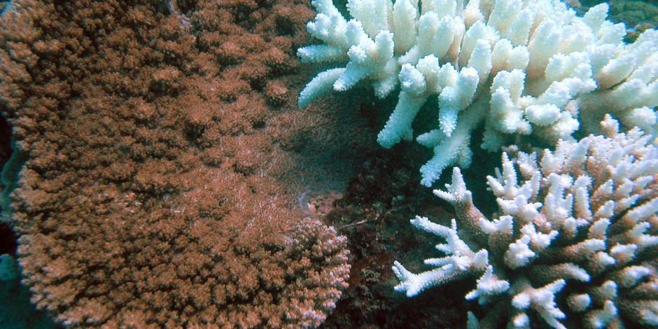 blanchissement des coraux australie