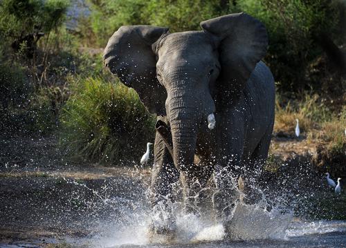 Éléphant dans l'eau