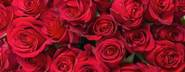 Pourquoi la rose rouge est-elle le symbole de l'amour ?