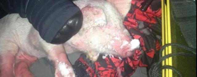 Une famille américaine sauve un cochon pris au piège par Snowzilla