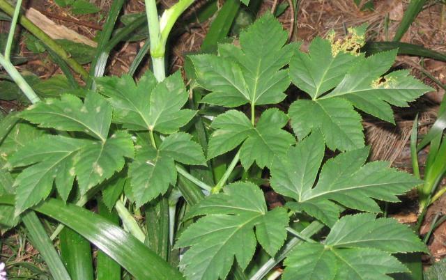  Connaissez-vous l'ashitaba cette plante japonaise aux vertus anti-âge ?