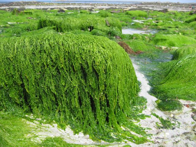La Chine envahie par les algues