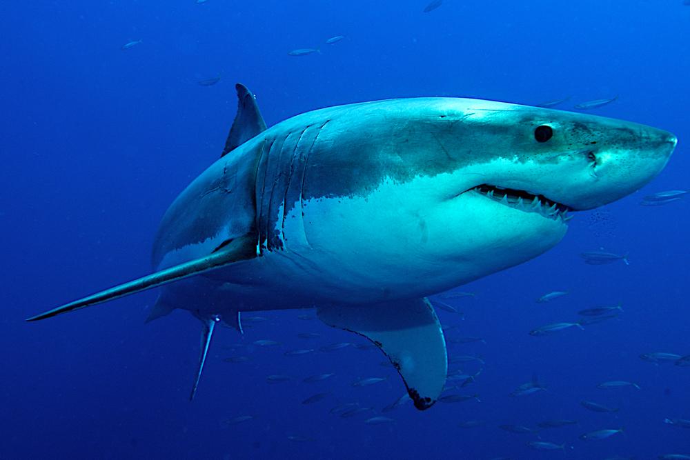 attaque mortelle de requin