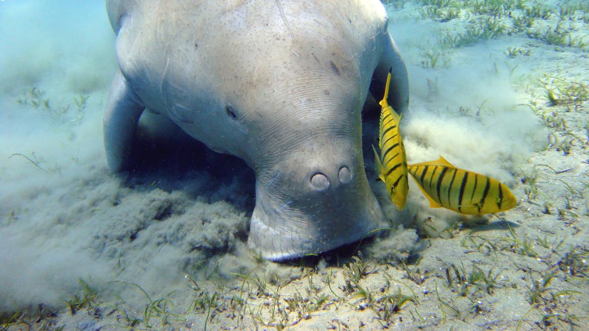 Un dugong au large de l'Egypte