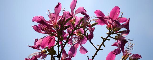 Découvrez le Bauhinia, un arbre à orchidées unique
