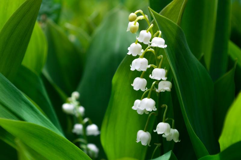 Muguet