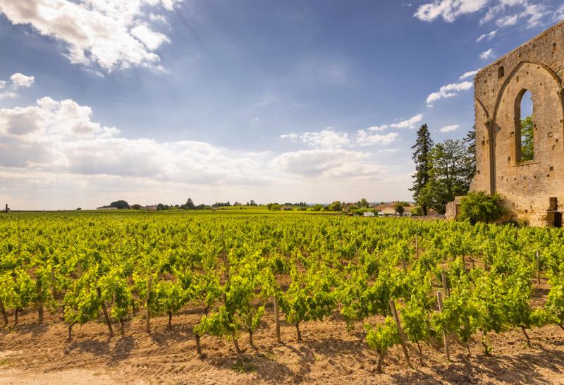 vigne saint émilion23989