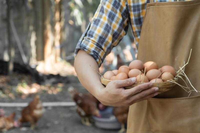 poules oeufs jardin